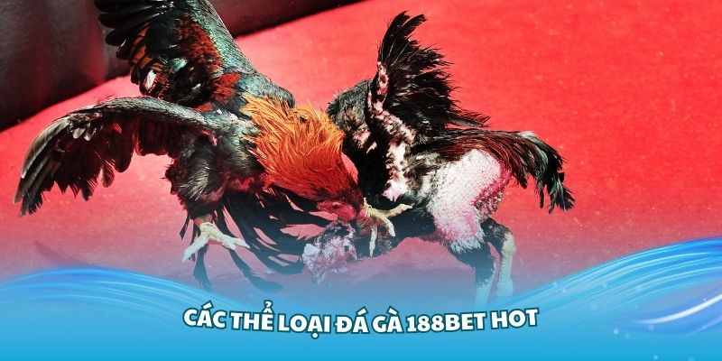 Tổng hợp các thể loại đá gà 188Bet hot nhất hiện nay