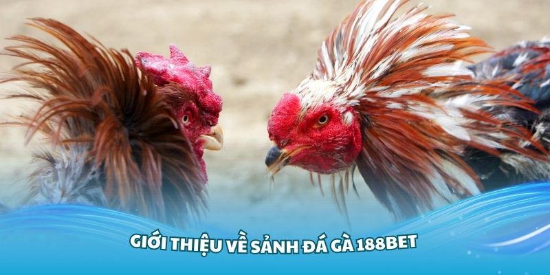 Giới thiệu về sảnh đá gà 188Bet cuốn hút